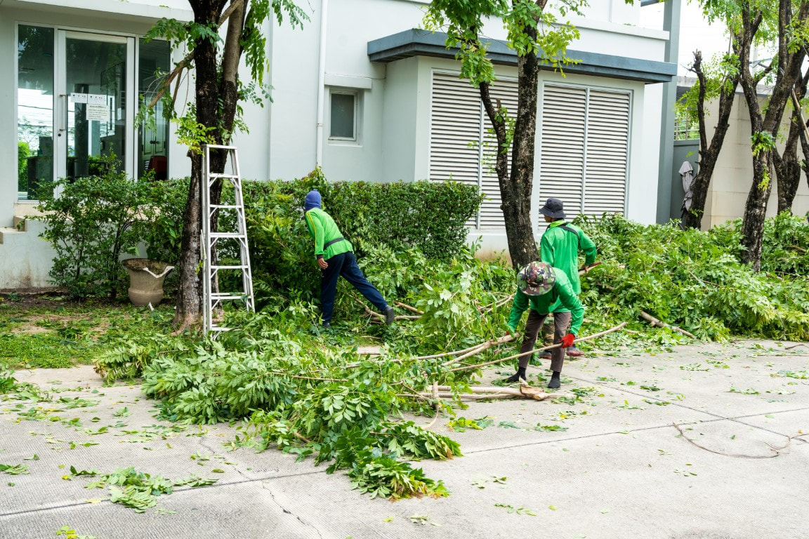 An image of Tree, Shrub Trimming and Pruning in Saint John, IN